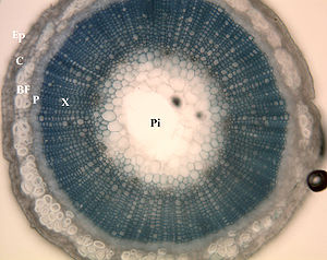 Flax stem cross-section, showing locations of underlying tissues. 